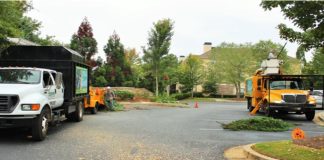 Reasons That Tree Need To Be Removed